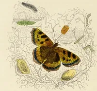 An illustration from Episodes of insect life / by Acheta Domestica, [pseud.] ;edited and revised by J.G. Wood. (1879)