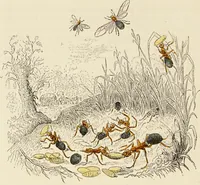 An illustration from Episodes of insect life / by Acheta Domestica, [pseud.] ;edited and revised by J.G. Wood. (1879)