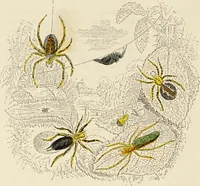 An illustration from Episodes of insect life / by Acheta Domestica, [pseud.] ;edited and revised by J.G. Wood. (1879)