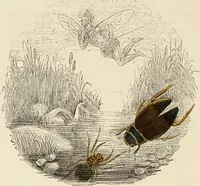 An illustration from Episodes of insect life / by Acheta Domestica, [pseud.] ;edited and revised by J.G. Wood. (1879)