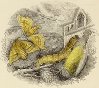 An illustration from Episodes of insect life / by Acheta Domestica, [pseud.] ;edited and revised by J.G. Wood. (1879)