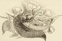 Picture 27 of 106 from Episodes of insect life / by Acheta Domestica, [pseud.] ;edited and revised by J.G. Wood. (1879), leaf 99