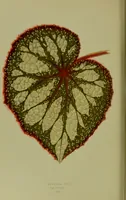 Picture 15 of 61 from Beautiful leaved plants : being a description of the most beautiful leaved plants in cultivation in this country, to which is added an extended catalogue / by E.J. Lowe ; assisted by W. Howard ; with sixty coloured illustrations. (1872), leaf 100