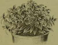 Picture 17 of 61 from Beautiful leaved plants : being a description of the most beautiful leaved plants in cultivation in this country, to which is added an extended catalogue / by E.J. Lowe ; assisted by W. Howard ; with sixty coloured illustrations. (1872), leaf 109