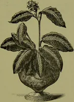 Picture 18 of 61 from Beautiful leaved plants : being a description of the most beautiful leaved plants in cultivation in this country, to which is added an extended catalogue / by E.J. Lowe ; assisted by W. Howard ; with sixty coloured illustrations. (1872), leaf 115