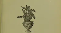 Picture 19 of 61 from Beautiful leaved plants : being a description of the most beautiful leaved plants in cultivation in this country, to which is added an extended catalogue / by E.J. Lowe ; assisted by W. Howard ; with sixty coloured illustrations. (1872), leaf 133