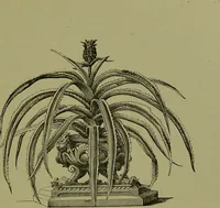 Picture 20 of 61 from Beautiful leaved plants : being a description of the most beautiful leaved plants in cultivation in this country, to which is added an extended catalogue / by E.J. Lowe ; assisted by W. Howard ; with sixty coloured illustrations. (1872), leaf 139