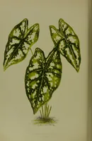 Picture 21 of 61 from Beautiful leaved plants : being a description of the most beautiful leaved plants in cultivation in this country, to which is added an extended catalogue / by E.J. Lowe ; assisted by W. Howard ; with sixty coloured illustrations. (1872), leaf 142
