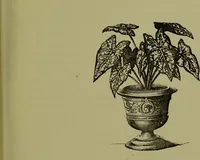Picture 22 of 61 from Beautiful leaved plants : being a description of the most beautiful leaved plants in cultivation in this country, to which is added an extended catalogue / by E.J. Lowe ; assisted by W. Howard ; with sixty coloured illustrations. (1872), leaf 145