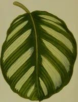 Picture 23 of 61 from Beautiful leaved plants : being a description of the most beautiful leaved plants in cultivation in this country, to which is added an extended catalogue / by E.J. Lowe ; assisted by W. Howard ; with sixty coloured illustrations. (1872), leaf 148
