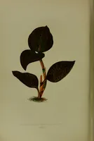 Picture 25 of 61 from Beautiful leaved plants : being a description of the most beautiful leaved plants in cultivation in this country, to which is added an extended catalogue / by E.J. Lowe ; assisted by W. Howard ; with sixty coloured illustrations. (1872), leaf 154