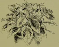 Picture 26 of 61 from Beautiful leaved plants : being a description of the most beautiful leaved plants in cultivation in this country, to which is added an extended catalogue / by E.J. Lowe ; assisted by W. Howard ; with sixty coloured illustrations. (1872), leaf 163