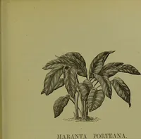 Picture 27 of 61 from Beautiful leaved plants : being a description of the most beautiful leaved plants in cultivation in this country, to which is added an extended catalogue / by E.J. Lowe ; assisted by W. Howard ; with sixty coloured illustrations. (1872), leaf 169