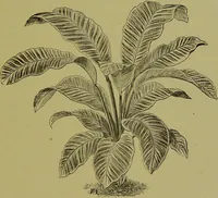 An illustration from Beautiful leaved plants : being a description of the most beautiful leaved plants in cultivation in this country, to which is added an extended catalogue / by E.J. Lowe ; assisted by W. Howard ; with sixty coloured illustrations. (1872)