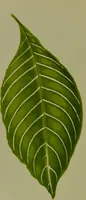 Picture 28 of 61 from Beautiful leaved plants : being a description of the most beautiful leaved plants in cultivation in this country, to which is added an extended catalogue / by E.J. Lowe ; assisted by W. Howard ; with sixty coloured illustrations. (1872), leaf 172