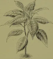 An illustration from Beautiful leaved plants : being a description of the most beautiful leaved plants in cultivation in this country, to which is added an extended catalogue / by E.J. Lowe ; assisted by W. Howard ; with sixty coloured illustrations. (1872)