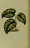 Picture 30 of 61 from Beautiful leaved plants : being a description of the most beautiful leaved plants in cultivation in this country, to which is added an extended catalogue / by E.J. Lowe ; assisted by W. Howard ; with sixty coloured illustrations. (1872), leaf 178
