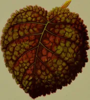Picture 35 of 61 from Beautiful leaved plants : being a description of the most beautiful leaved plants in cultivation in this country, to which is added an extended catalogue / by E.J. Lowe ; assisted by W. Howard ; with sixty coloured illustrations. (1872), leaf 208