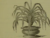 Picture 37 of 61 from Beautiful leaved plants : being a description of the most beautiful leaved plants in cultivation in this country, to which is added an extended catalogue / by E.J. Lowe ; assisted by W. Howard ; with sixty coloured illustrations. (1872), leaf 229