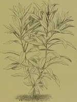 An illustration from Beautiful leaved plants : being a description of the most beautiful leaved plants in cultivation in this country, to which is added an extended catalogue / by E.J. Lowe ; assisted by W. Howard ; with sixty coloured illustrations. (1872)