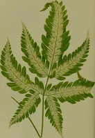 Picture 38 of 61 from Beautiful leaved plants : being a description of the most beautiful leaved plants in cultivation in this country, to which is added an extended catalogue / by E.J. Lowe ; assisted by W. Howard ; with sixty coloured illustrations. (1872), leaf 232