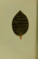 Picture 39 of 61 from Beautiful leaved plants : being a description of the most beautiful leaved plants in cultivation in this country, to which is added an extended catalogue / by E.J. Lowe ; assisted by W. Howard ; with sixty coloured illustrations. (1872), leaf 250