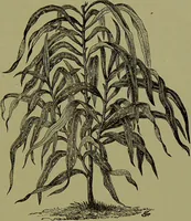 Picture 40 of 61 from Beautiful leaved plants : being a description of the most beautiful leaved plants in cultivation in this country, to which is added an extended catalogue / by E.J. Lowe ; assisted by W. Howard ; with sixty coloured illustrations. (1872), leaf 259