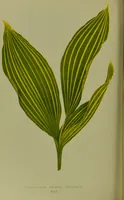 Picture 41 of 61 from Beautiful leaved plants : being a description of the most beautiful leaved plants in cultivation in this country, to which is added an extended catalogue / by E.J. Lowe ; assisted by W. Howard ; with sixty coloured illustrations. (1872), leaf 262
