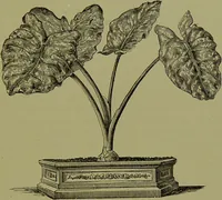 Picture 42 of 61 from Beautiful leaved plants : being a description of the most beautiful leaved plants in cultivation in this country, to which is added an extended catalogue / by E.J. Lowe ; assisted by W. Howard ; with sixty coloured illustrations. (1872), leaf 271