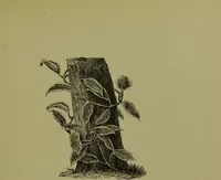 Picture 44 of 61 from Beautiful leaved plants : being a description of the most beautiful leaved plants in cultivation in this country, to which is added an extended catalogue / by E.J. Lowe ; assisted by W. Howard ; with sixty coloured illustrations. (1872), leaf 277