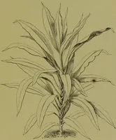 Picture 3 of 61 from Beautiful leaved plants : being a description of the most beautiful leaved plants in cultivation in this country, to which is added an extended catalogue / by E.J. Lowe ; assisted by W. Howard ; with sixty coloured illustrations. (1872), leaf 29