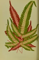 An illustration from Beautiful leaved plants : being a description of the most beautiful leaved plants in cultivation in this country, to which is added an extended catalogue / by E.J. Lowe ; assisted by W. Howard ; with sixty coloured illustrations. (1872)