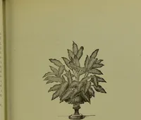 An illustration from Beautiful leaved plants : being a description of the most beautiful leaved plants in cultivation in this country, to which is added an extended catalogue / by E.J. Lowe ; assisted by W. Howard ; with sixty coloured illustrations. (1872)