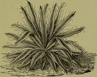 An illustration from Beautiful leaved plants : being a description of the most beautiful leaved plants in cultivation in this country, to which is added an extended catalogue / by E.J. Lowe ; assisted by W. Howard ; with sixty coloured illustrations. (1872)