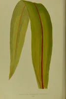 Picture 50 of 61 from Beautiful leaved plants : being a description of the most beautiful leaved plants in cultivation in this country, to which is added an extended catalogue / by E.J. Lowe ; assisted by W. Howard ; with sixty coloured illustrations. (1872), leaf 322