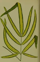 Picture 52 of 61 from Beautiful leaved plants : being a description of the most beautiful leaved plants in cultivation in this country, to which is added an extended catalogue / by E.J. Lowe ; assisted by W. Howard ; with sixty coloured illustrations. (1872), leaf 328