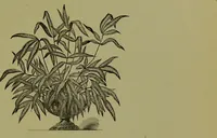 An illustration from Beautiful leaved plants : being a description of the most beautiful leaved plants in cultivation in this country, to which is added an extended catalogue / by E.J. Lowe ; assisted by W. Howard ; with sixty coloured illustrations. (1872)