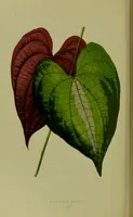Picture 54 of 61 from Beautiful leaved plants : being a description of the most beautiful leaved plants in cultivation in this country, to which is added an extended catalogue / by E.J. Lowe ; assisted by W. Howard ; with sixty coloured illustrations. (1872), leaf 332