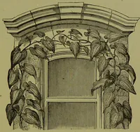Picture 55 of 61 from Beautiful leaved plants : being a description of the most beautiful leaved plants in cultivation in this country, to which is added an extended catalogue / by E.J. Lowe ; assisted by W. Howard ; with sixty coloured illustrations. (1872), leaf 335