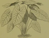 Picture 4 of 61 from Beautiful leaved plants : being a description of the most beautiful leaved plants in cultivation in this country, to which is added an extended catalogue / by E.J. Lowe ; assisted by W. Howard ; with sixty coloured illustrations. (1872), leaf 35