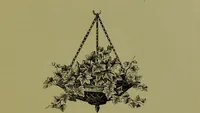 Picture 57 of 61 from Beautiful leaved plants : being a description of the most beautiful leaved plants in cultivation in this country, to which is added an extended catalogue / by E.J. Lowe ; assisted by W. Howard ; with sixty coloured illustrations. (1872), leaf 353
