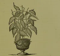 Picture 58 of 61 from Beautiful leaved plants : being a description of the most beautiful leaved plants in cultivation in this country, to which is added an extended catalogue / by E.J. Lowe ; assisted by W. Howard ; with sixty coloured illustrations. (1872), leaf 361