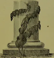 Picture 59 of 61 from Beautiful leaved plants : being a description of the most beautiful leaved plants in cultivation in this country, to which is added an extended catalogue / by E.J. Lowe ; assisted by W. Howard ; with sixty coloured illustrations. (1872), leaf 367