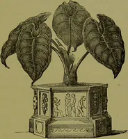 Picture 61 of 61 from Beautiful leaved plants : being a description of the most beautiful leaved plants in cultivation in this country, to which is added an extended catalogue / by E.J. Lowe ; assisted by W. Howard ; with sixty coloured illustrations. (1872), leaf 373