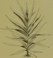 An illustration from Beautiful leaved plants : being a description of the most beautiful leaved plants in cultivation in this country, to which is added an extended catalogue / by E.J. Lowe ; assisted by W. Howard ; with sixty coloured illustrations. (1872)