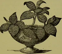 An illustration from Beautiful leaved plants : being a description of the most beautiful leaved plants in cultivation in this country, to which is added an extended catalogue / by E.J. Lowe ; assisted by W. Howard ; with sixty coloured illustrations. (1872)