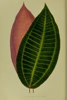 Picture 9 of 61 from Beautiful leaved plants : being a description of the most beautiful leaved plants in cultivation in this country, to which is added an extended catalogue / by E.J. Lowe ; assisted by W. Howard ; with sixty coloured illustrations. (1872), leaf 70