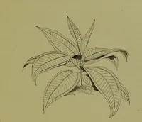An illustration from Beautiful leaved plants : being a description of the most beautiful leaved plants in cultivation in this country, to which is added an extended catalogue / by E.J. Lowe ; assisted by W. Howard ; with sixty coloured illustrations. (1872)