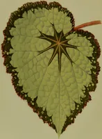 Picture 12 of 61 from Beautiful leaved plants : being a description of the most beautiful leaved plants in cultivation in this country, to which is added an extended catalogue / by E.J. Lowe ; assisted by W. Howard ; with sixty coloured illustrations. (1872), leaf 82