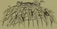An illustration from Beautiful leaved plants : being a description of the most beautiful leaved plants in cultivation in this country, to which is added an extended catalogue / by E.J. Lowe ; assisted by W. Howard ; with sixty coloured illustrations. (1872)